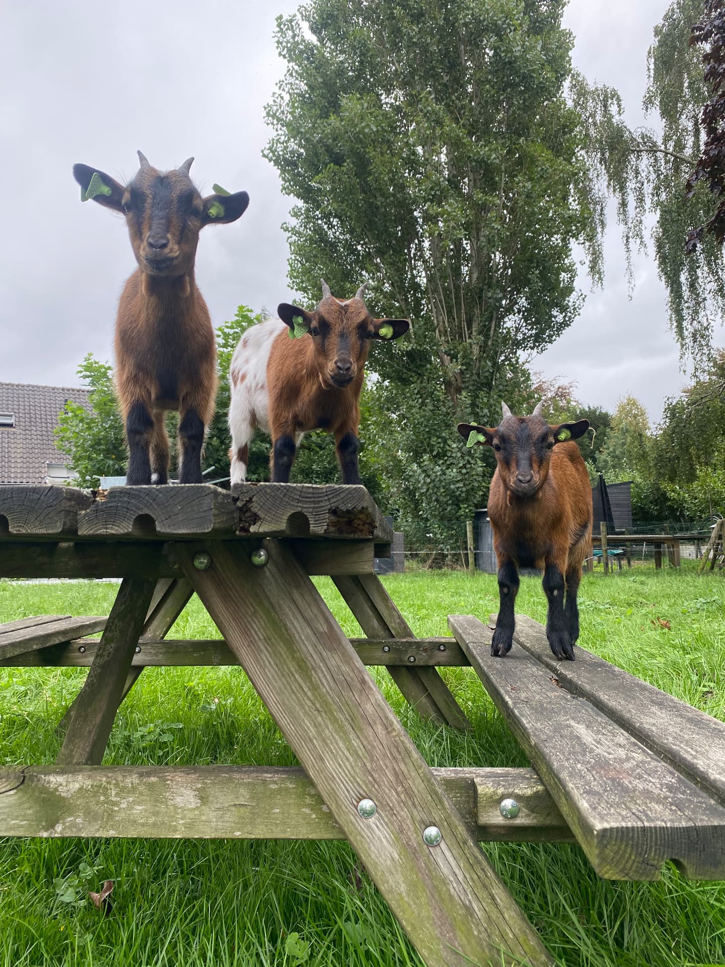 Drie geiten op de picknicktafel in de tuin