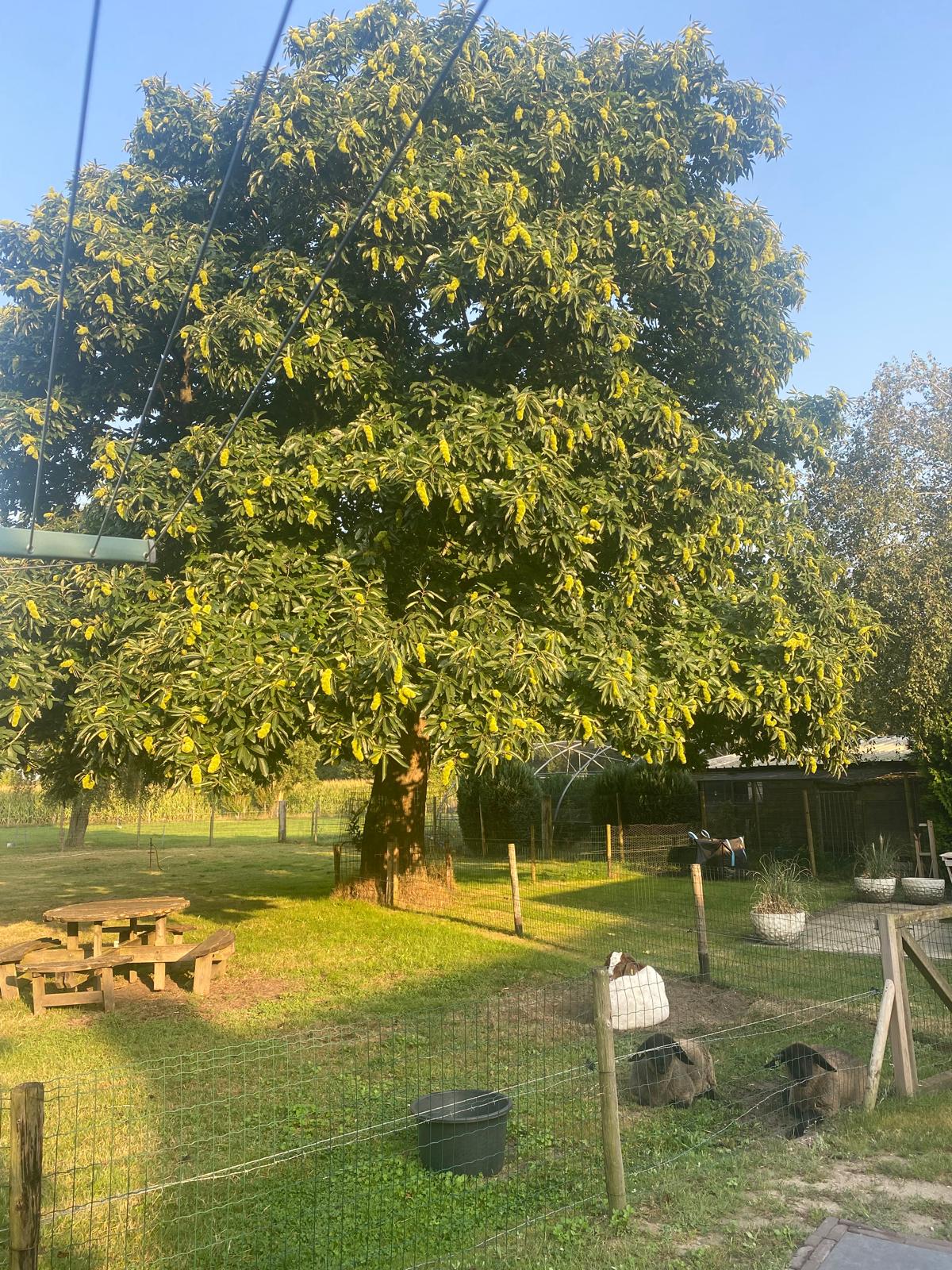 Grote boom en weide bij de B&B