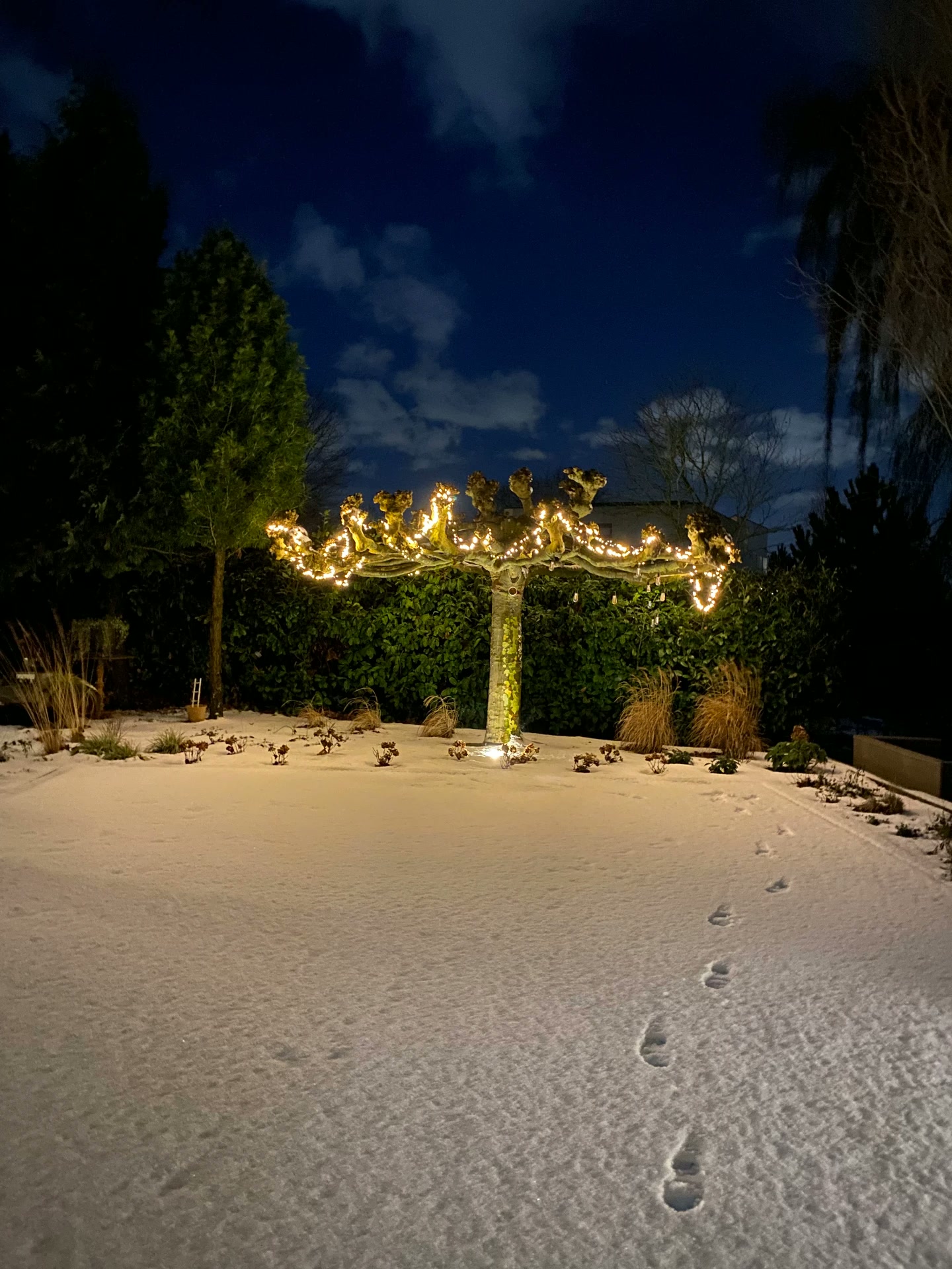 Kastanjeboom met lichtjes in een besneeuwde tuin