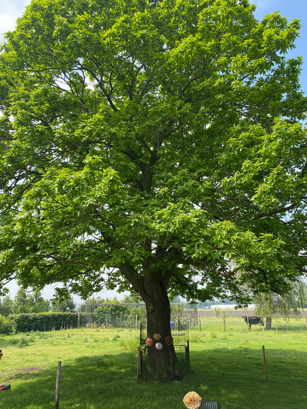 Kastanjeboom in de tuin