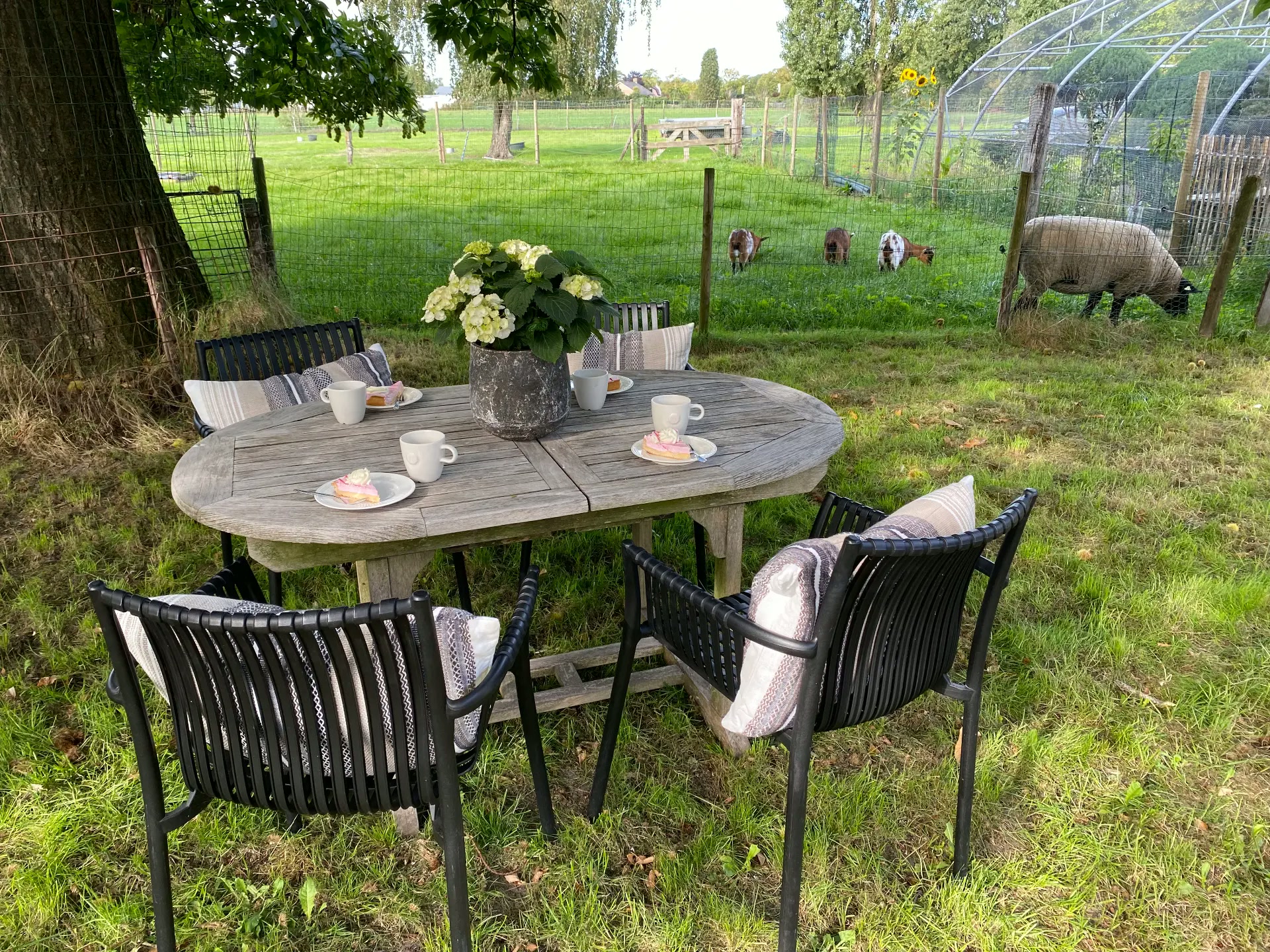 Koffie met cake aan de picknicktafel bij de geiten en schapen