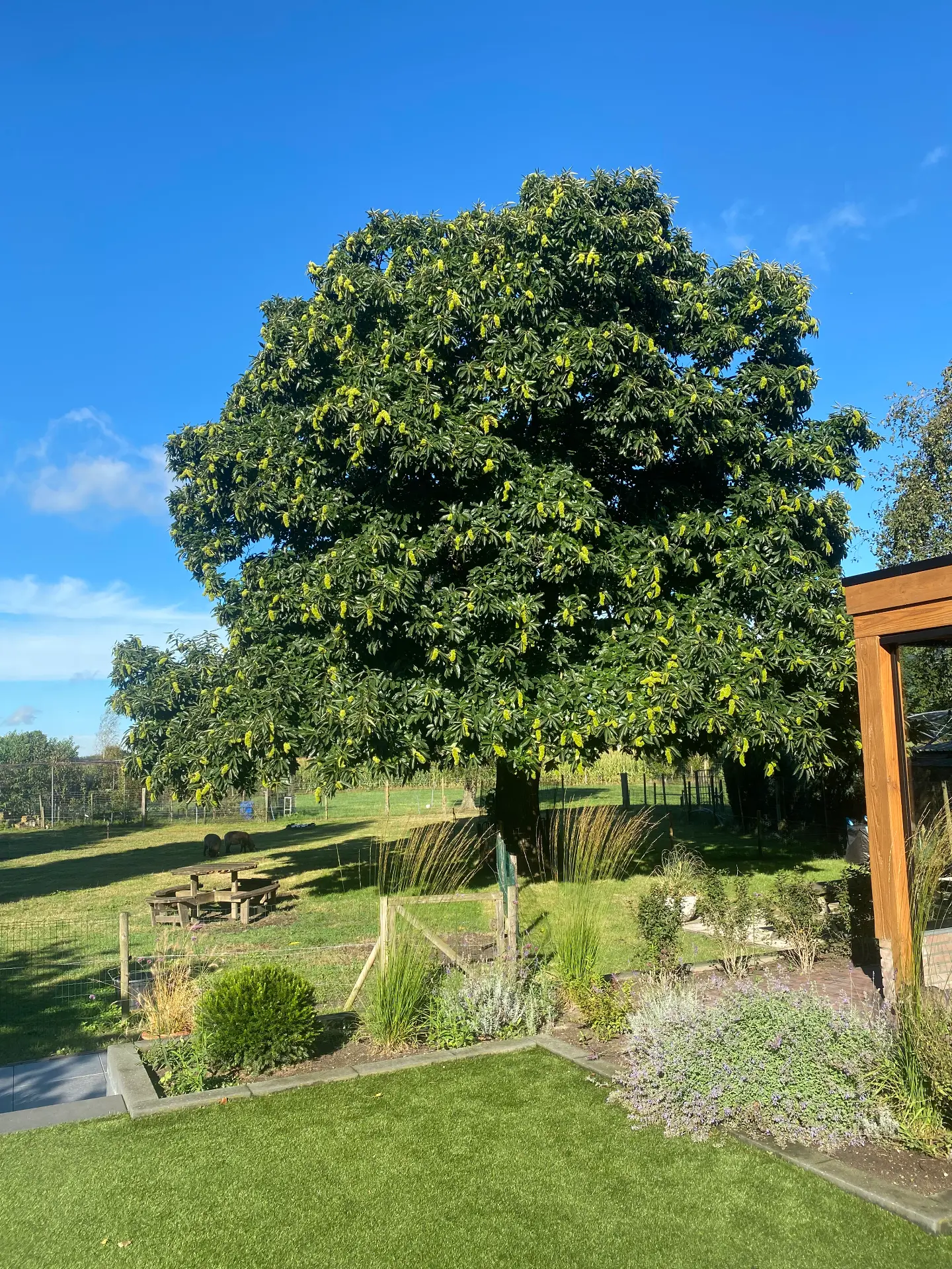 Huisje voor 11 personen: tuin met grote kastanjeboom